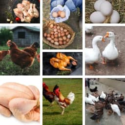 Poultry