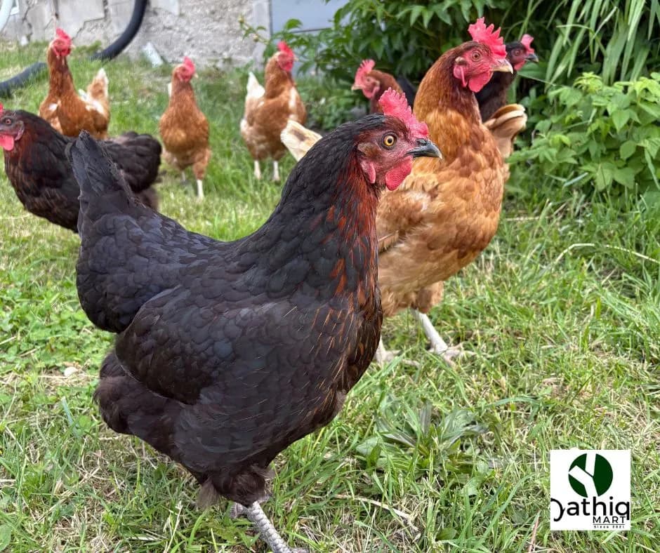 Deshi Chicken (দেশী মুরগী) KG