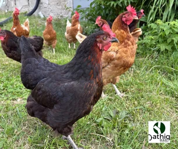 Deshi Chicken (দেশী মুরগী) KG